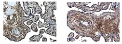 Anti-VEGF165b antibody [7F17] used in IHC (Paraffin sections) (IHC-P). GTX52502
