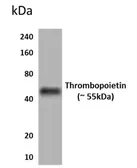 Anti-Thrombopoietin antibody [1Z3] used in Western Blot (WB). GTX53021