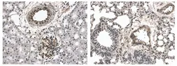 Anti-FGFR2 antibody [7C24] used in IHC (Paraffin sections) (IHC-P). GTX53116