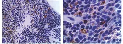 Anti-Dendritic Cell Marker antibody [MAB0801] used in IHC (Paraffin sections) (IHC-P). GTX53132