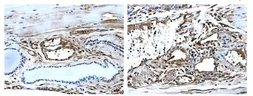 Anti-TIE2 antibody [MAB0807] used in IHC (Paraffin sections) (IHC-P). GTX53138