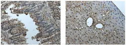 Anti-EphA2 antibody [8F21] used in IHC (Paraffin sections) (IHC-P). GTX53140