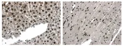 Anti-EphA4 antibody [11C13] used in IHC (Paraffin sections) (IHC-P). GTX53142