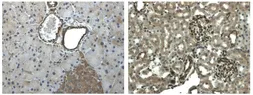 Anti-EphA6 antibody [9J12] used in IHC (Paraffin sections) (IHC-P). GTX53143