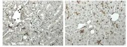 Anti-CD45 antibody [5C16] used in IHC (Paraffin sections) (IHC-P). GTX53147
