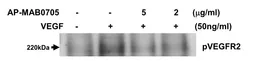 Anti-VEGFA antibody [MAB0705] used in Neutralizing/Blocking/Inhibition (Neutralizing /Inhibition). GTX53467