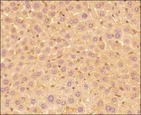Anti-IL17E antibody [68C1039.2] used in IHC (Paraffin sections) (IHC-P). GTX53468