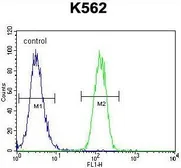 Anti-FOXI3 antibody used in Flow cytometry (FCM). GTX53545
