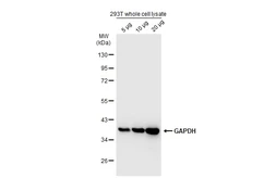 293T whole cell lysate. GTX535673