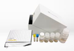 SARS-CoV-2 (COVID-19) Nucleocapsid Protein Sandwich ELISA Kit. GTX535824