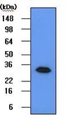 Anti-Geminin antibody [2H7] used in Western Blot (WB). GTX53720