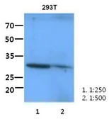 Anti-ITLN1 antibody [AT6C11] used in Western Blot (WB). GTX53733