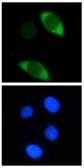 Anti-Cas9 antibody [7A9] used in Immunocytochemistry/ Immunofluorescence (ICC/IF). GTX53807