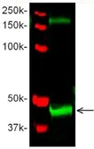 Anti-Wnt8b antibody used in Western Blot (WB). GTX54245