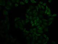 Anti-Moesin antibody used in Immunocytochemistry/ Immunofluorescence (ICC/IF). GTX54327