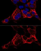 Anti-Cytokeratin 20 antibody used in Immunocytochemistry/ Immunofluorescence (ICC/IF). GTX54340
