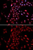 Anti-KPNA4 antibody used in Immunocytochemistry/ Immunofluorescence (ICC/IF). GTX54358