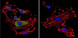 Anti-CDC42 antibody used in Immunocytochemistry/ Immunofluorescence (ICC/IF). GTX54514