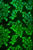 Anti-Neuroglobin antibody used in Immunocytochemistry/ Immunofluorescence (ICC/IF). GTX54552