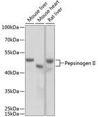 Anti-Pepsinogen II antibody used in Western Blot (WB). GTX54555