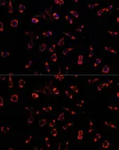 Anti-PAH antibody used in Immunocytochemistry/ Immunofluorescence (ICC/IF). GTX54563