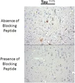 Anti-Tau (phospho Thr175) antibody used in Immunohistochemistry (IHC). GTX54657