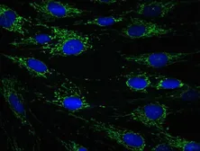 Anti-ECH1 antibody [9D11AF3] used in Immunocytochemistry/ Immunofluorescence (ICC/IF). GTX54746