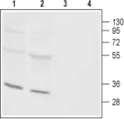 Anti-ORAI3 antibody used in Western Blot (WB). GTX54769