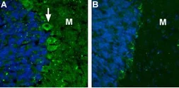 Anti-Cav alpha 2/delta 2 antibody used in IHC (Frozen sections) (IHC-Fr). GTX54770