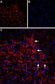 Anti-IP3 Receptor II antibody used in IHC (Frozen sections) (IHC-Fr). GTX54772