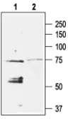 Anti-KIR3.4 antibody used in Western Blot (WB). GTX54780