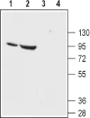 Anti-ENaC Alpha antibody used in Western Blot (WB). GTX54809