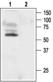 Anti-Kv1.1 antibody used in Western Blot (WB). GTX54834