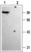 Anti-Kv1.4 antibody used in Western Blot (WB). GTX54836