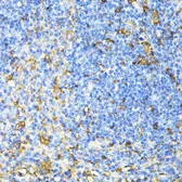 Anti-CD27 antibody used in IHC (Paraffin sections) (IHC-P). GTX55555