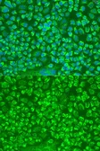 Anti-Granzyme A antibody used in Immunocytochemistry/ Immunofluorescence (ICC/IF). GTX55647