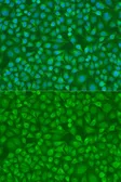 Anti-IRF7 antibody used in Immunocytochemistry/ Immunofluorescence (ICC/IF). GTX55682
