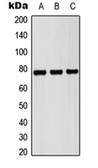 Anti-Pericentrin antibody used in Western Blot (WB). GTX55997
