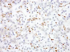 Anti-TFE3 antibody [IHC672] used in IHC (Paraffin sections) (IHC-P). GTX57200