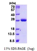Human MOB1B protein, His tag. GTX57276-pro