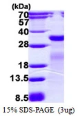 E. coli mutM protein, His tag. GTX57474-pro