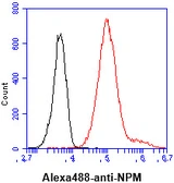 Anti-Nucleophosmin antibody [5E3] used in Flow cytometry (FCM). GTX57555