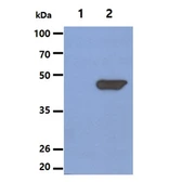 Anti-NSE antibody [AT17D10] used in Western Blot (WB). GTX57594