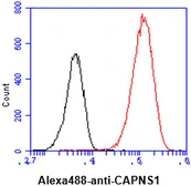 Anti-Calpain S1 antibody [AT1D11] used in Flow cytometry (FCM). GTX57626
