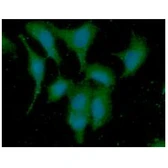 Anti-DYNLL1 antibody [AT13C9] used in Immunocytochemistry/ Immunofluorescence (ICC/IF). GTX57639