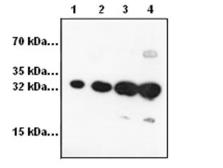 Anti-RFP (dsRed) antibody used in Western Blot (WB). GTX59862