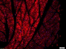 Anti-BOC antibody used in IHC (Paraffin sections) (IHC-P). GTX60180