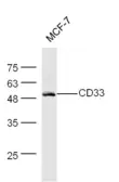 Anti-CD33 antibody used in Western Blot (WB). GTX60201