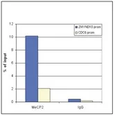 Anti-MECP2 antibody - ChIP grade used in ChIP assay (ChIP assay). GTX60358
