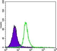 Anti-SMAD5 antibody [3H9] used in Flow cytometry (FCM). GTX60384
